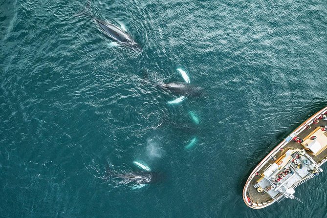 Whale Watching and Sea Angling Tour - The sea-angling stop, and what it really offers