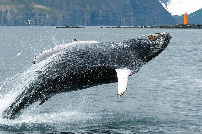 Whale Watching and Sea Angling Tour - How the price compares with the experience