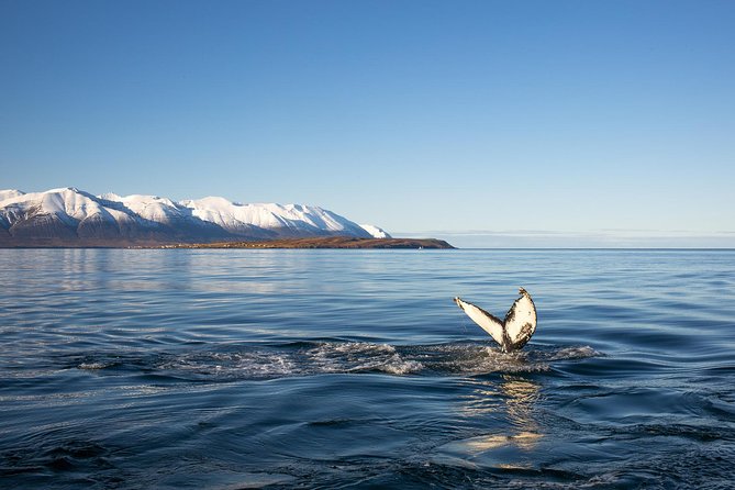 Whale Watching and Sea Angling Tour - Leaving Hauganes for Eyjafjörður