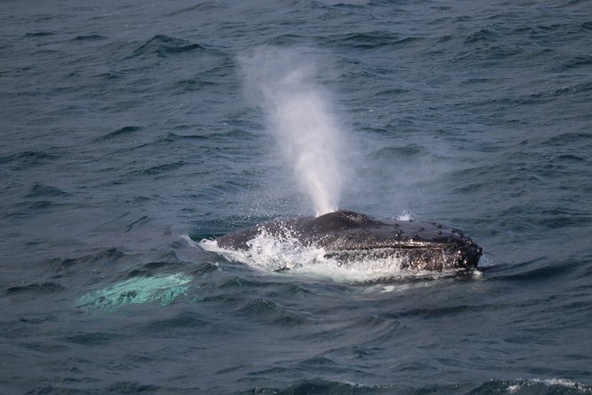 Whale-Watching Boat Tour with Expert Guide from Reykjavik - Key points to know before you sail