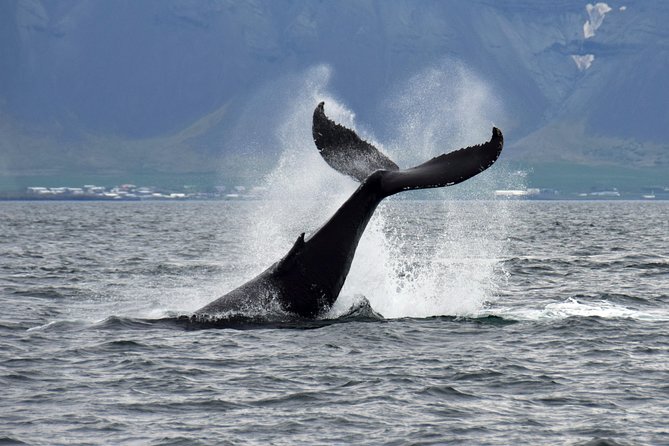 Whale-Watching Boat Tour with Expert Guide from Reykjavik - The guide’s role makes a real difference