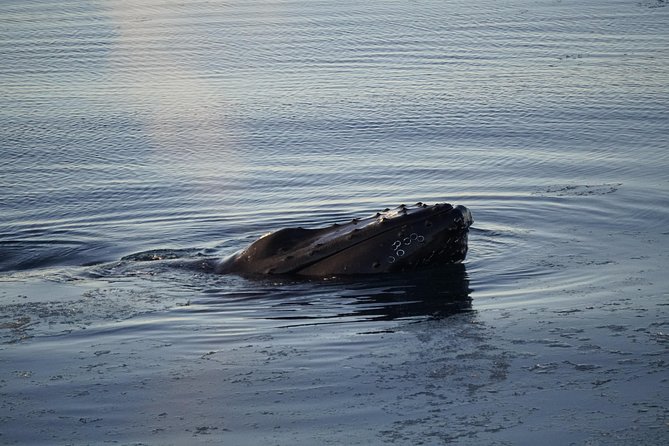 Whale-Watching Boat Tour with Expert Guide from Reykjavik - Who will enjoy this cruise most?