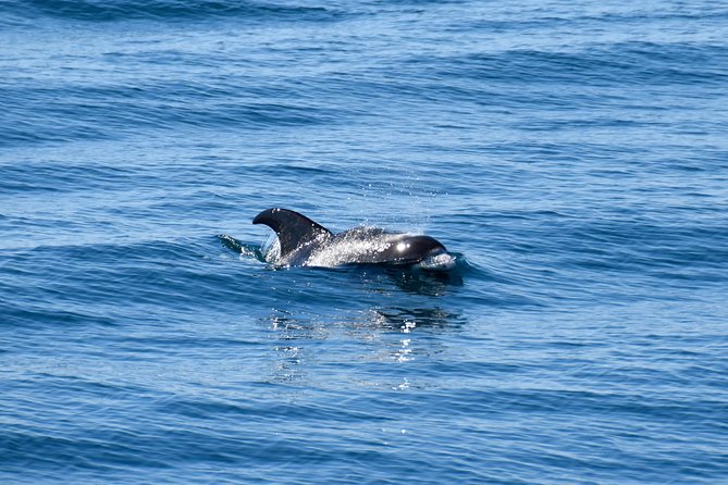 Whale-Watching Boat Tour with Expert Guide from Reykjavik - Booking, timing, and cancellation details