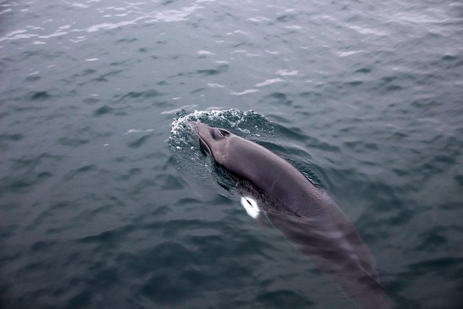 Whale-Watching Boat Tour with Expert Guide from Reykjavik - Finding a good viewing place on the boat