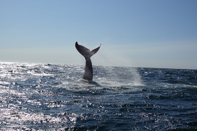 Whale Watching Cruise on a Yacht in Reykjavik - Leaving Reykjavík’s Old Harbour for Faxaflói Bay