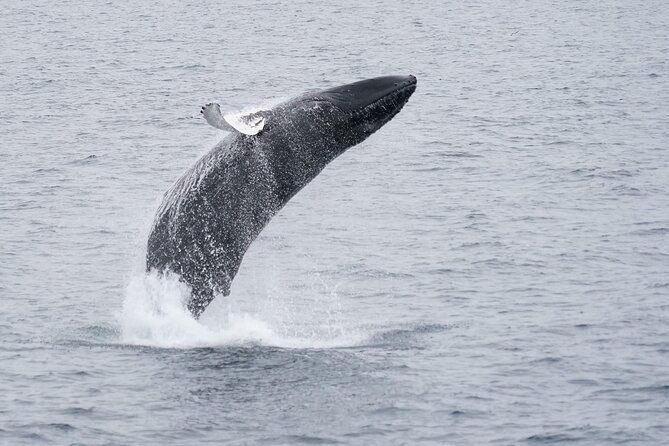 Whale Watching Cruise on a Yacht in Reykjavik - The boat, viewing areas, and comfort