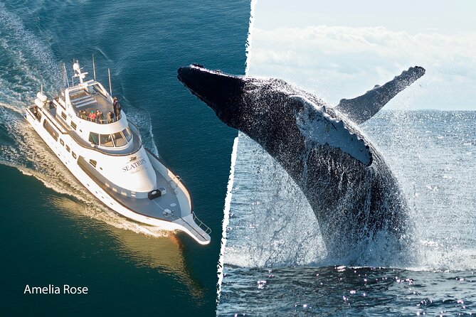Whale Watching Cruise on a Yacht in Reykjavik - The guide and the value of the natural setting