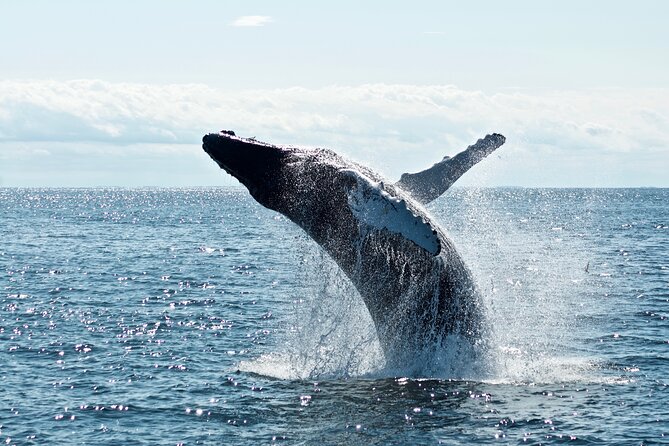 Whale Watching Cruise on a Yacht in Reykjavik - How long the search can feel