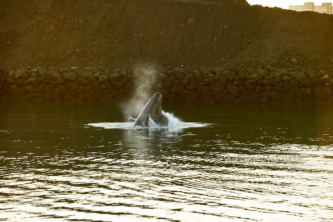 Whale Watching Cruise on a Yacht in Reykjavik - Is $102 a fair price?