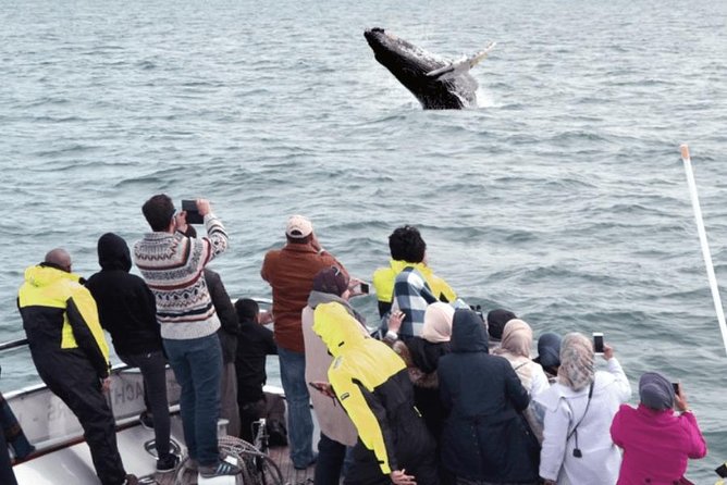 Whale Watching & Dolphin Yacht Cruise - Sailing from Reykjavik’s Old Harbor