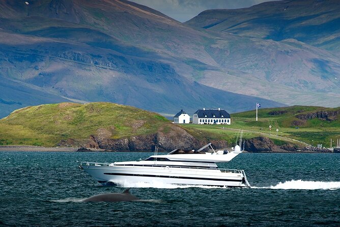 Whale Watching & Dolphin Yacht Cruise - Guides, explanations, and the learning side