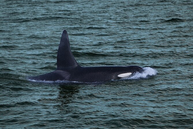 Whale Watching & Dolphin Yacht Cruise - Outdoor decks, warm cabins, and onboard comforts