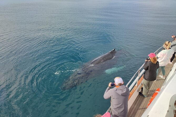 Whale Watching & Dolphin Yacht Cruise - How much value do you get for $108.61?