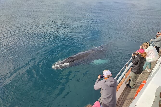 Whale Watching & Dolphin Yacht Cruise - Keeping your view when the whales appear