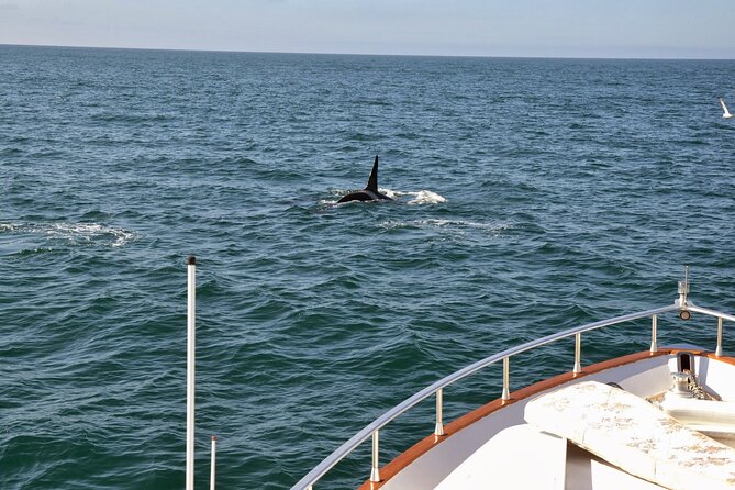 Whale Watching & Dolphin Yacht Cruise - Weather, seasons, and the free return option