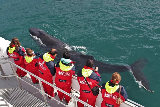 Whale Watching from Downtown Akureyri - Why Eyjafjord is a strong whale-watching setting