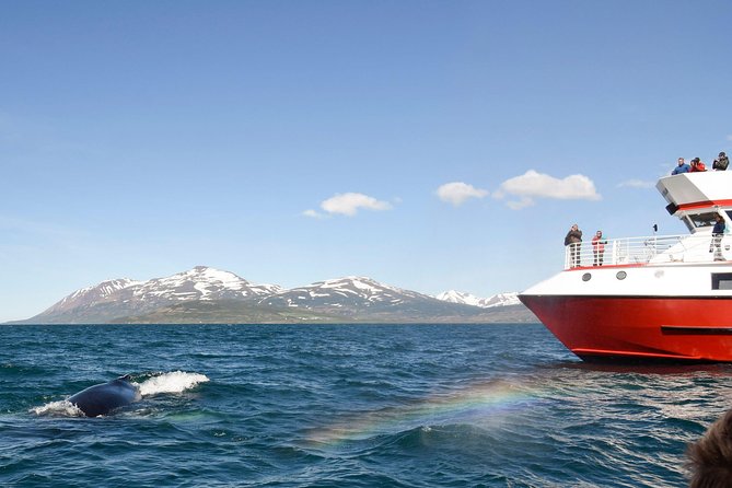 Whale Watching from Downtown Akureyri - Boarding at Oddeyrarbót in downtown Akureyri
