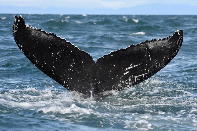 Whale Watching from Downtown Akureyri - Is $104 a fair price?
