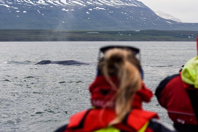 Whale Watching from Downtown Akureyri - Booking and cancellation details to know