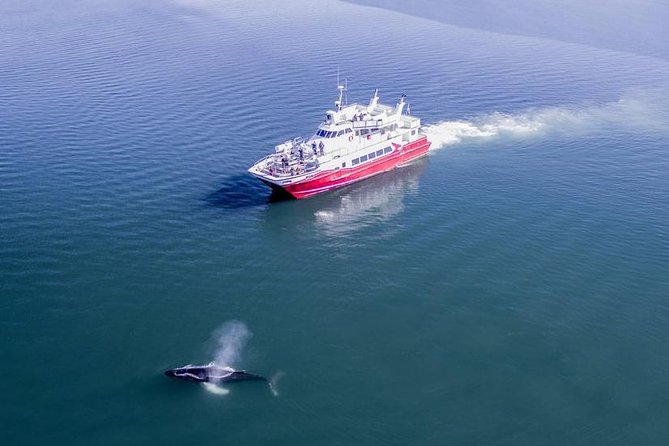 Whale Watching from Downtown Akureyri - Humpbacks, orcas, minke whales, and porpoises