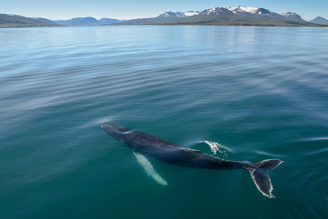 Whale Watching from the Heart of Akureyri - Setting out from Akureyri’s harbor