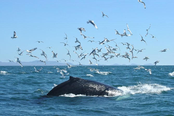 Whale Watching from the Heart of Akureyri - Watching Eyjafjörður for its largest residents