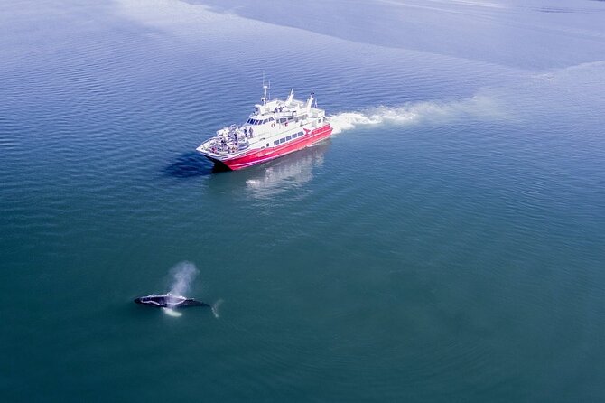 Whale Watching from the Heart of Akureyri - The guide’s role beyond naming whales