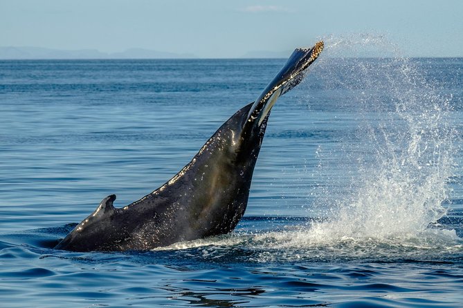 Whale Watching from the Heart of Akureyri - When the whales cooperate