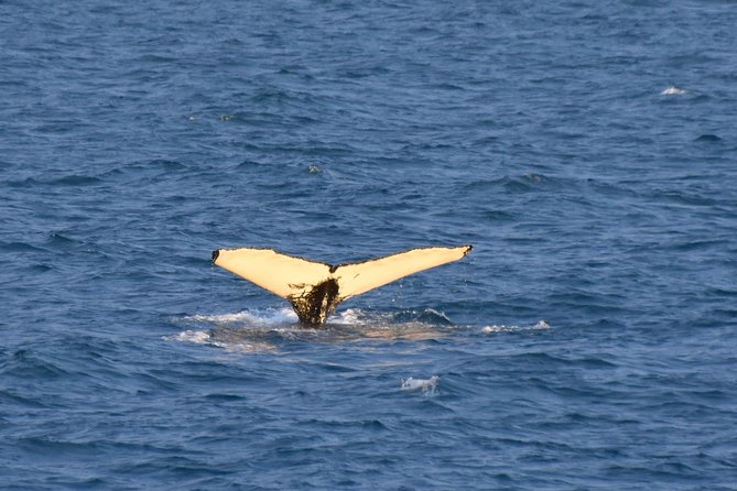 Whale Watching from the Heart of Akureyri - The main concern: route and timing