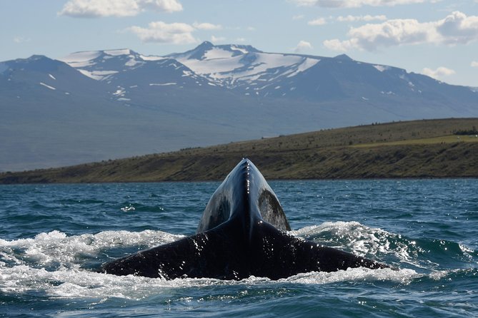 Whale Watching from the Heart of Akureyri - Staying warm and comfortable on deck