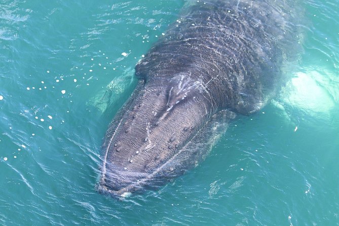 Whale Watching from the Heart of Akureyri - How this compares with other Akureyri plans