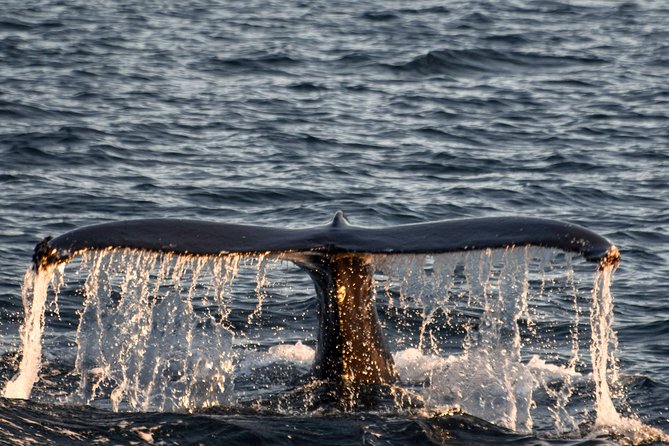 Whale Watching from the Heart of Akureyri - Cancellation and booking details that matter