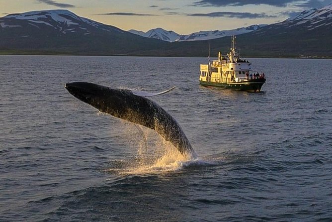 Whale Watching from the Heart of Akureyri - What the boat gives you during three hours