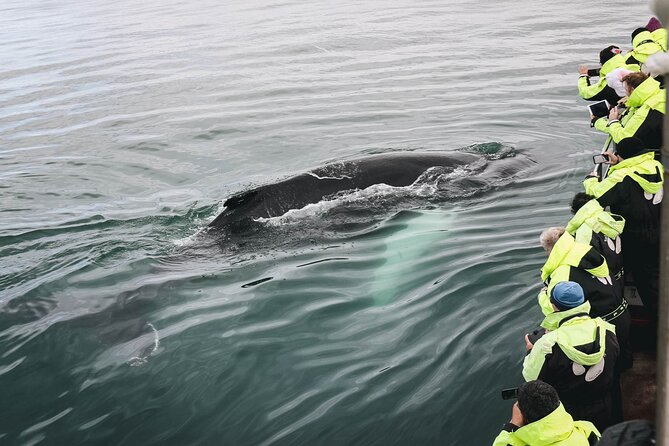 Whale Watching in Husavik - Sailing from Húsavík into Skjálfandi Bay