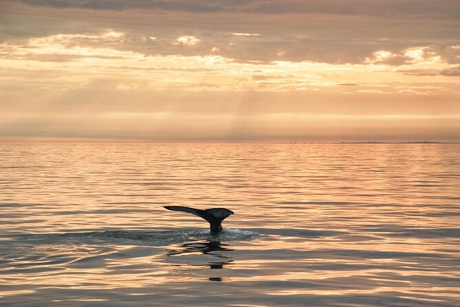 Whale Watching in Husavik - Seasickness and limited space