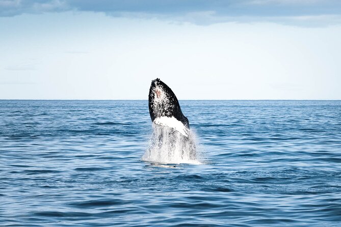 Whale Watching in Husavik - Who will enjoy this trip most