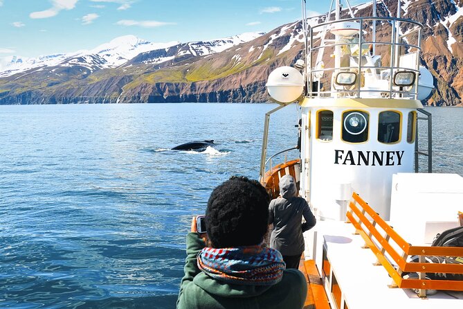 Whale Watching in Husavik - What you might see in three hours