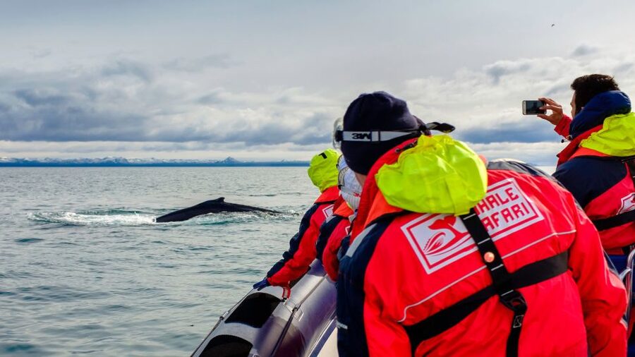 Whale Watching in Reykjavik by Speedboat - Key points at a glance