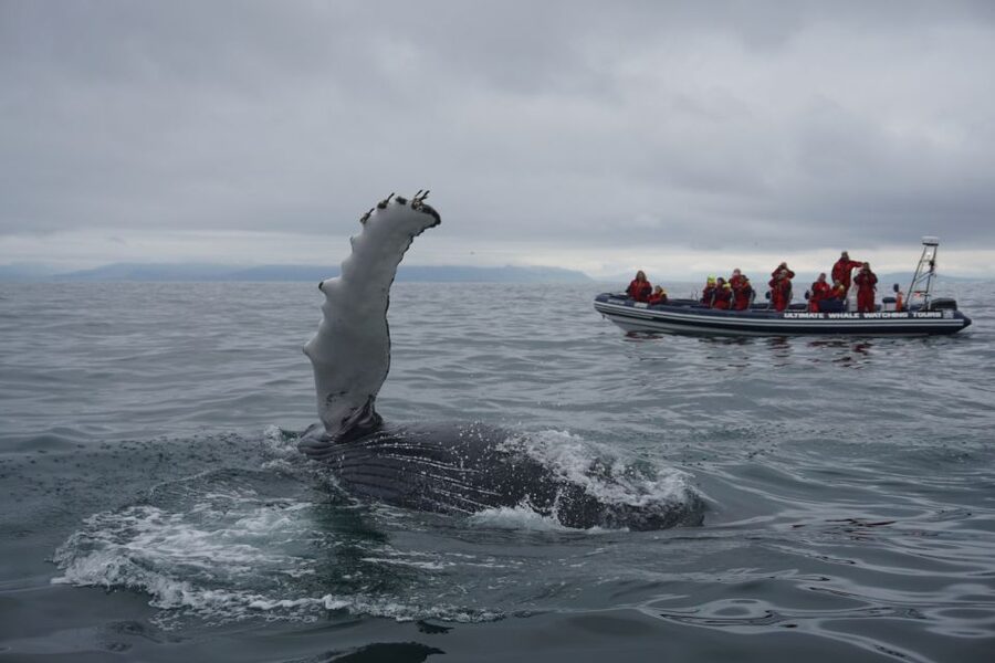 Whale Watching in Reykjavik by Speedboat - Practical advice for a better outing
