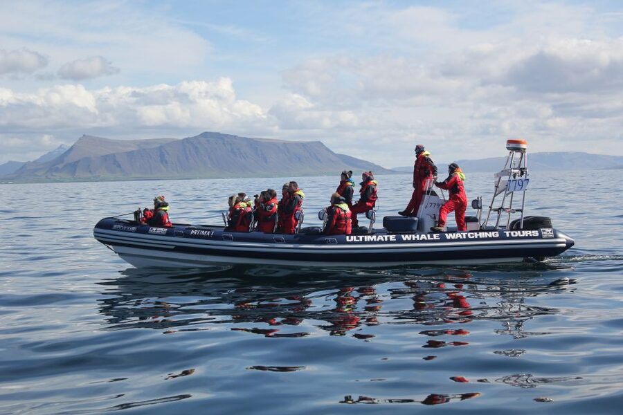 Whale Watching in Reykjavik by Speedboat - Searching for whales, dolphins, and seabirds