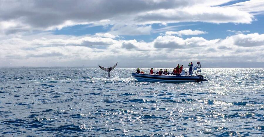 Whale Watching in Reykjavik by Speedboat - Reykjavik from the water