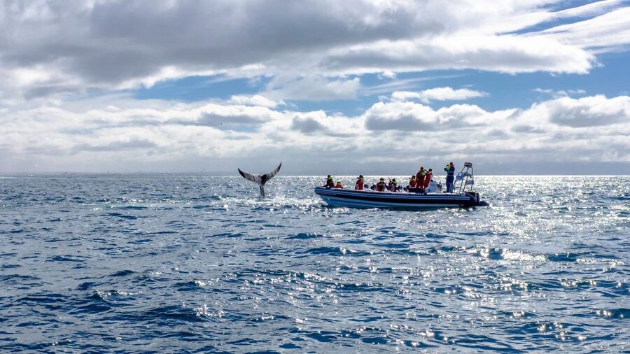 Whale Watching in Reykjavik by Speedboat - Is the $200 price fair?