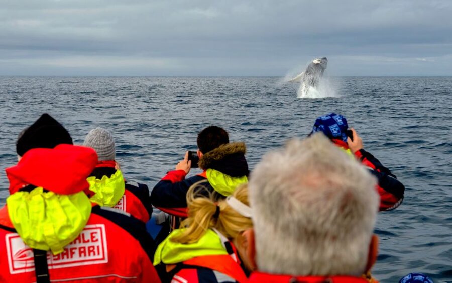 Whale Watching in Reykjavik by Speedboat - Who should choose this boat?
