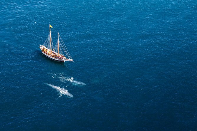 Whale Watching on a Traditional Oak Sailing Ship from Husavik - Choosing a Traditional Schooner