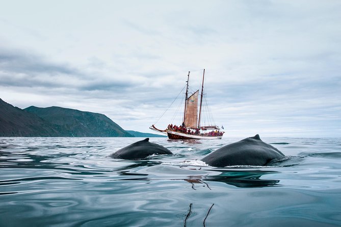 Whale Watching on a Traditional Oak Sailing Ship from Husavik - Cold Weather on an Open Deck