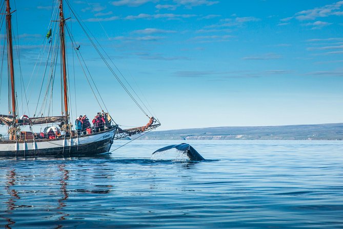Whale Watching on a Traditional Oak Sailing Ship from Husavik - Helping With the Sails