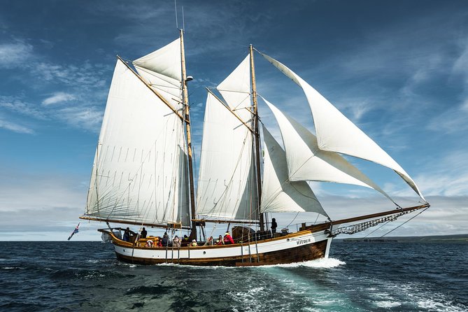 Whale Watching on a Traditional Oak Sailing Ship from Husavik - Hot Chocolate and Cinnamon Buns