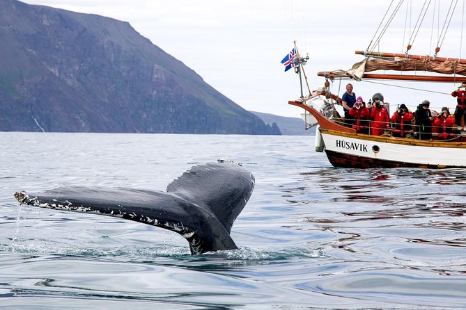 Whale Watching on a Traditional Oak Sailing Ship from Husavik - Is the $106 Price Fair?