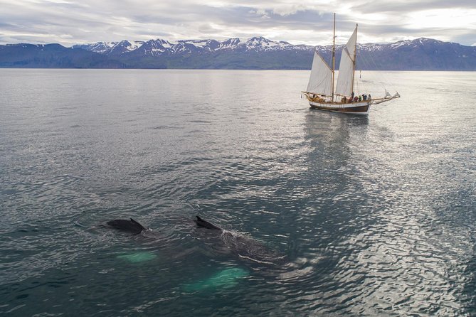 Whale Watching on a Traditional Oak Sailing Ship from Husavik - Who Will Enjoy This Sailing Trip?
