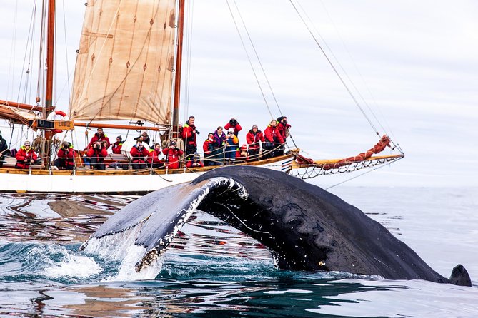 Whale Watching on a Traditional Oak Sailing Ship from Husavik - Guides, Commentary, and Conservation
